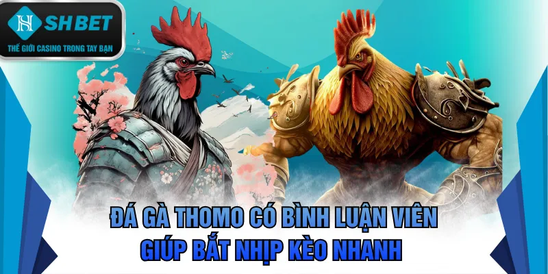 Đá gà Thomo có bình luận viên